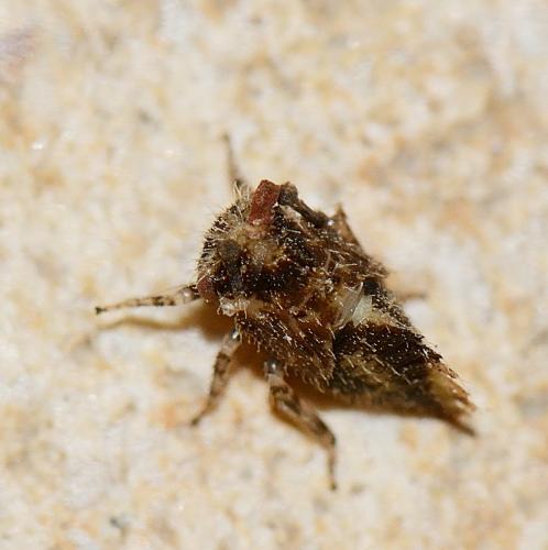 Réf. 266 208 : Stictocephala bisonia